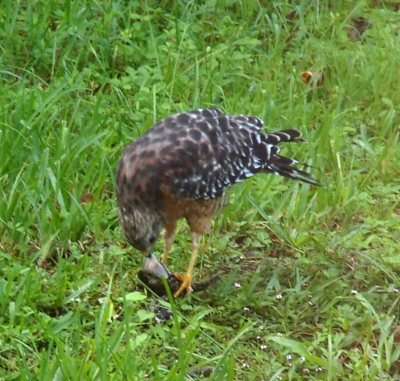 [Hawk has its talons around something on the ground in the grass and its beak is pulling at its catch.]